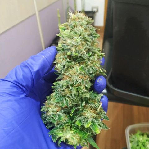 Northern Lights growlog timeline photo