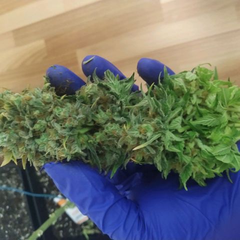 Northern Lights growlog timeline photo