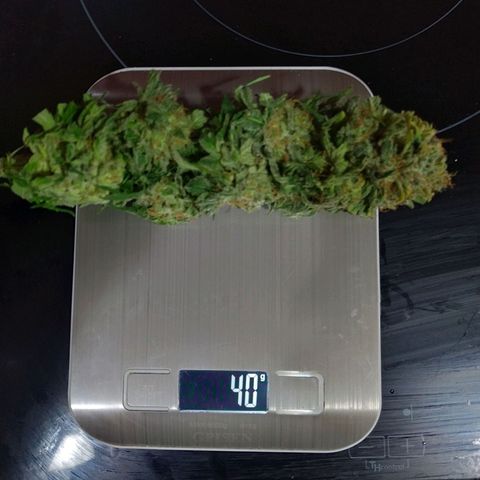 Northern Lights growlog timeline photo