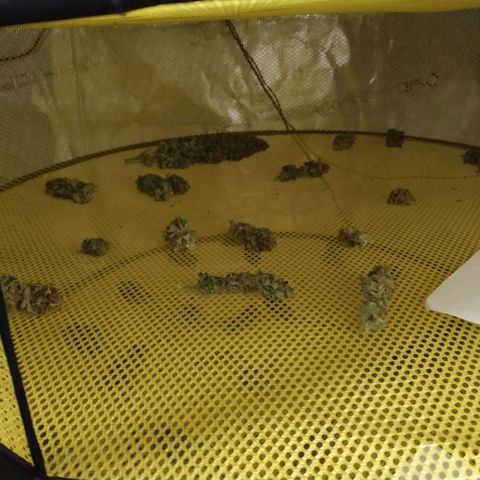 Northern Lights growlog timeline photo