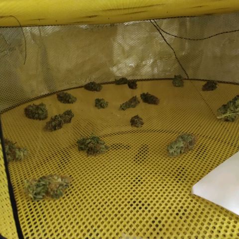 Northern Lights growlog timeline photo