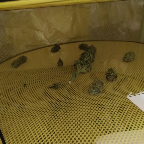 Northern Lights growlog timeline photo