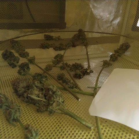 Northern Lights growlog timeline photo