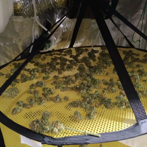 Northern Lights growlog timeline photo