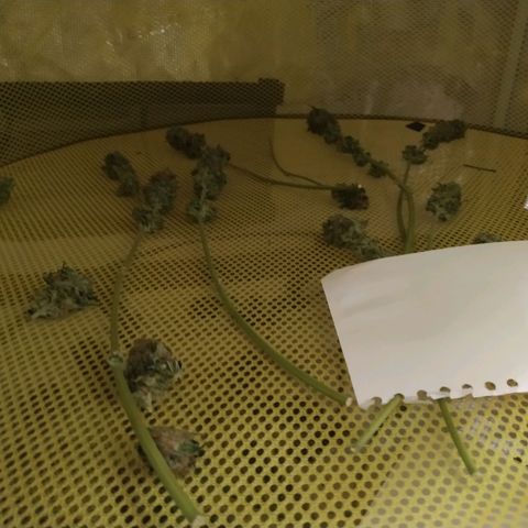 Northern Lights growlog timeline photo
