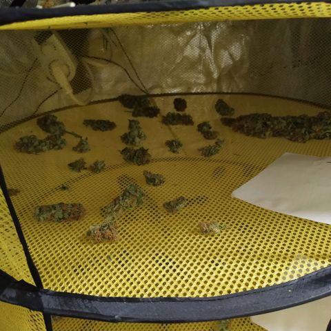 Northern Lights growlog timeline photo