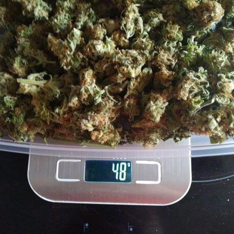 Northern Lights growlog timeline photo