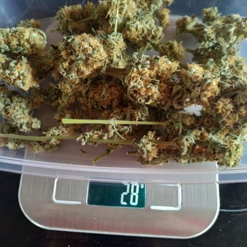 Northern Lights growlog timeline photo