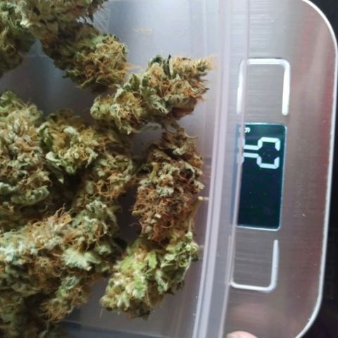 Northern Lights growlog timeline photo