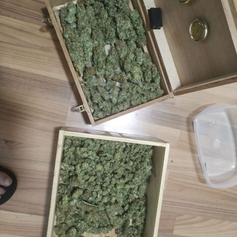 Northern Lights growlog timeline photo