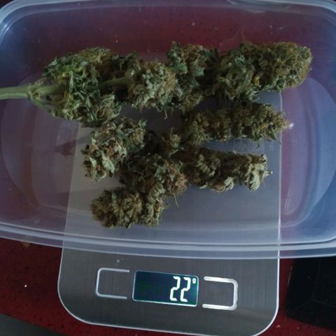 Northern Lights growlog timeline photo