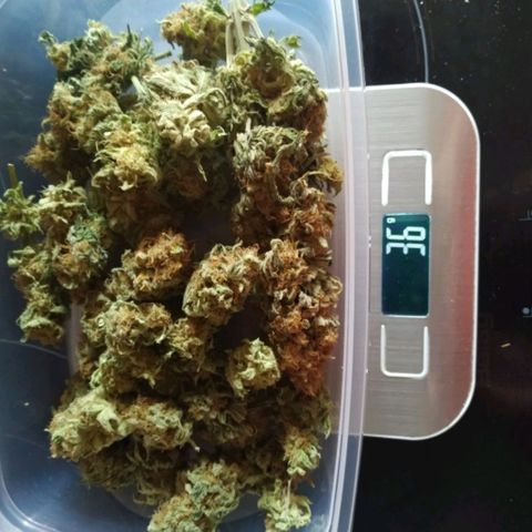 Northern Lights growlog timeline photo