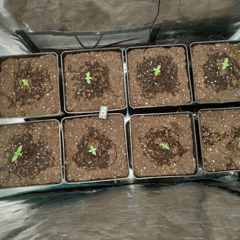 Northern Lights growlog timeline photo