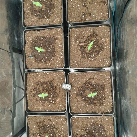 Northern Lights growlog timeline photo