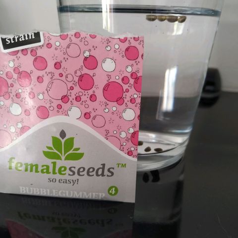Bubblegummer growlog photo