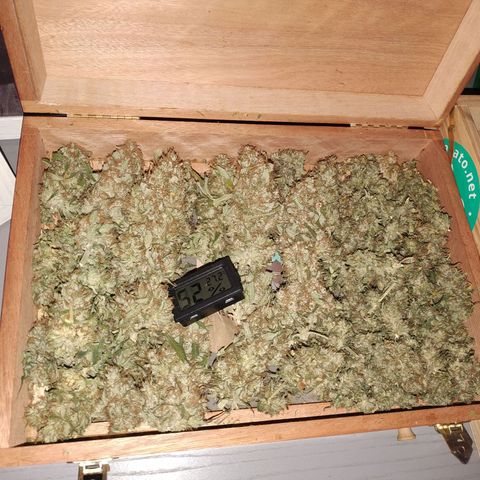 Bubblegummer growlog photo