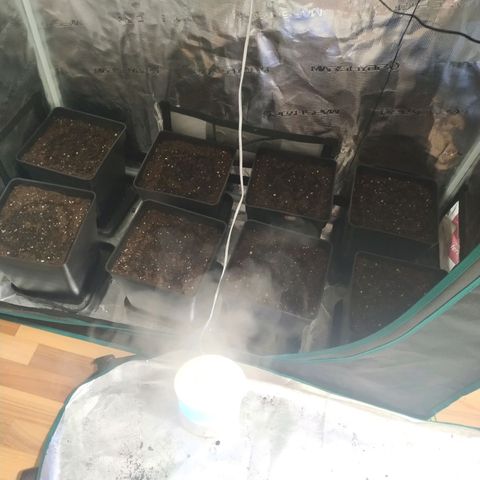 Bubblegummer growlog photo