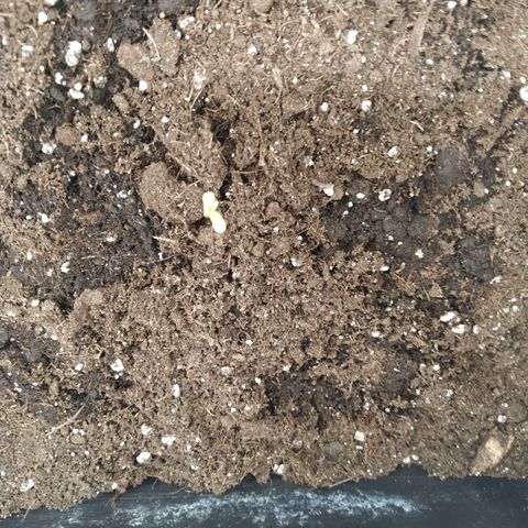 Bubblegummer growlog photo