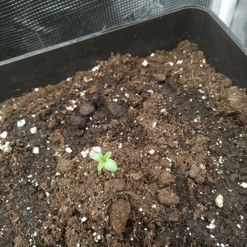Bubblegummer growlog photo