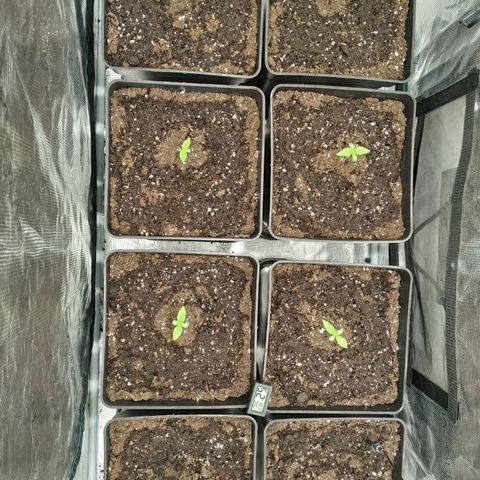 Bubblegummer growlog timeline photo