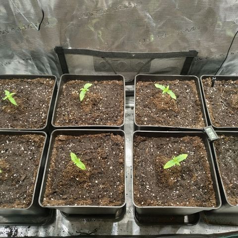 Bubblegummer growlog timeline photo