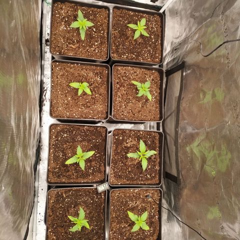 Bubblegummer growlog timeline photo