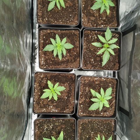 Bubblegummer growlog timeline photo