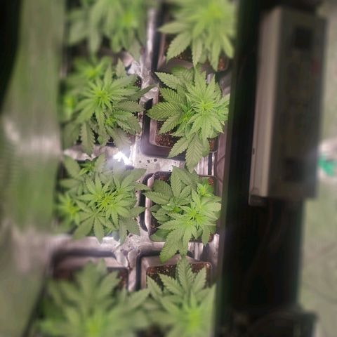 Bubblegummer growlog timeline photo