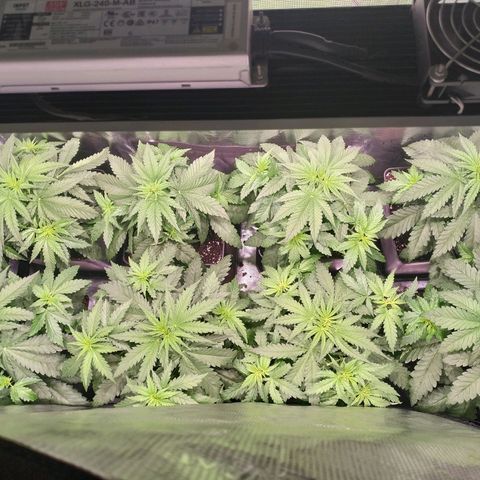 Bubblegummer growlog timeline photo