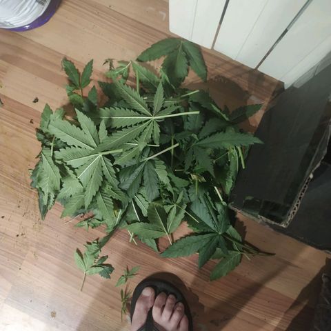 Bubblegummer growlog timeline photo