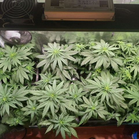 Bubblegummer growlog timeline photo