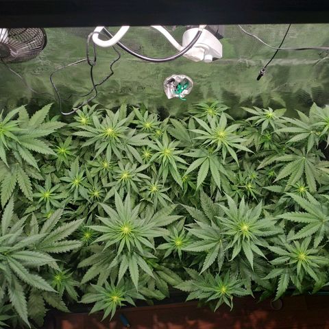 Bubblegummer growlog timeline photo