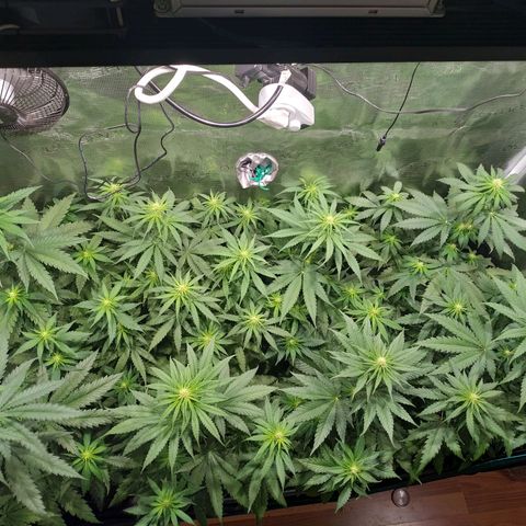 Bubblegummer growlog timeline photo