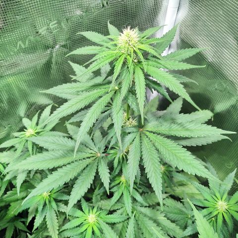 Bubblegummer growlog timeline photo