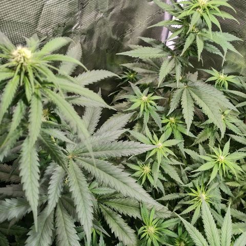 Bubblegummer growlog timeline photo