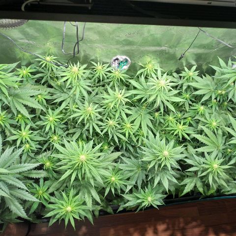 Bubblegummer growlog timeline photo