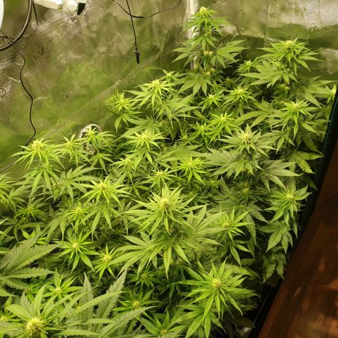 Bubblegummer growlog timeline photo