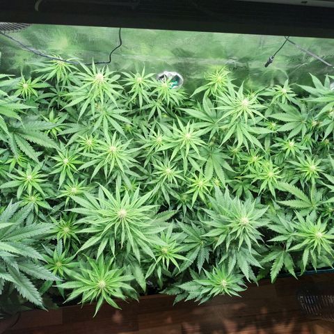Bubblegummer growlog timeline photo