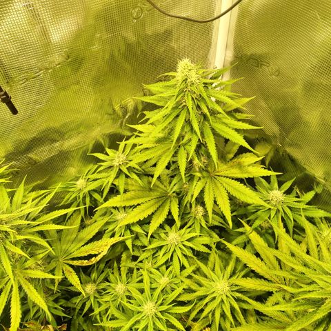 Bubblegummer growlog timeline photo