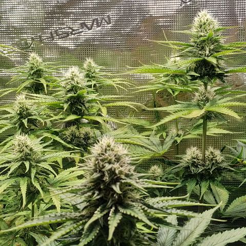 Bubblegummer growlog timeline photo
