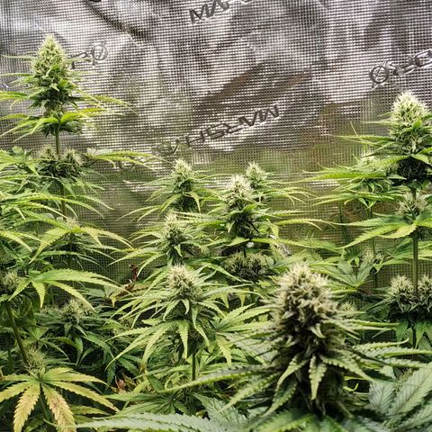 Bubblegummer growlog timeline photo