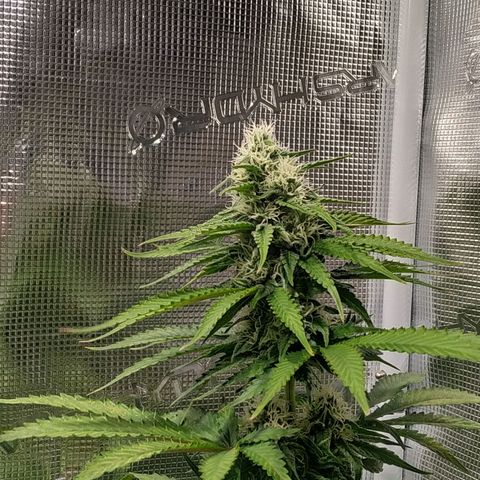 Bubblegummer growlog timeline photo