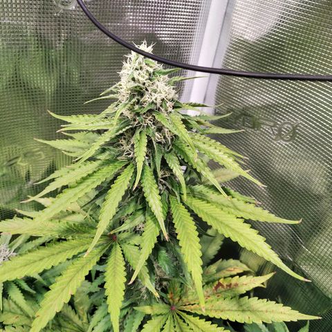 Bubblegummer growlog timeline photo