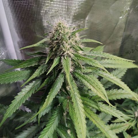 Bubblegummer growlog timeline photo