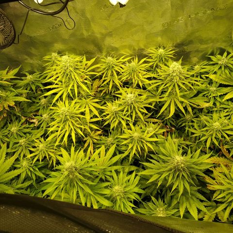 Bubblegummer growlog timeline photo