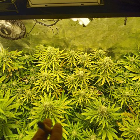 Bubblegummer growlog timeline photo