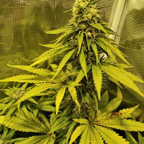 Bubblegummer growlog timeline photo