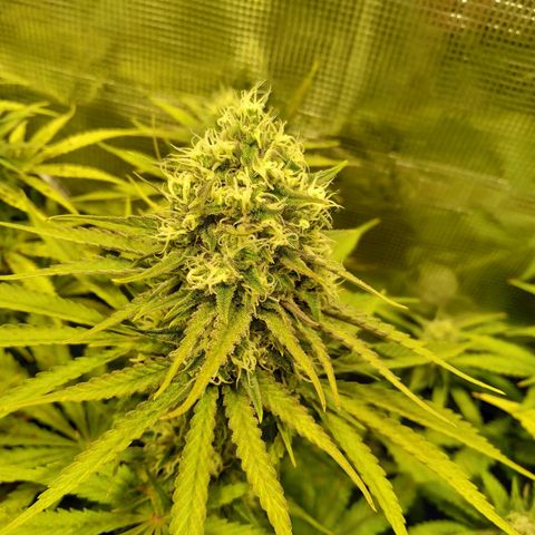 Bubblegummer growlog timeline photo