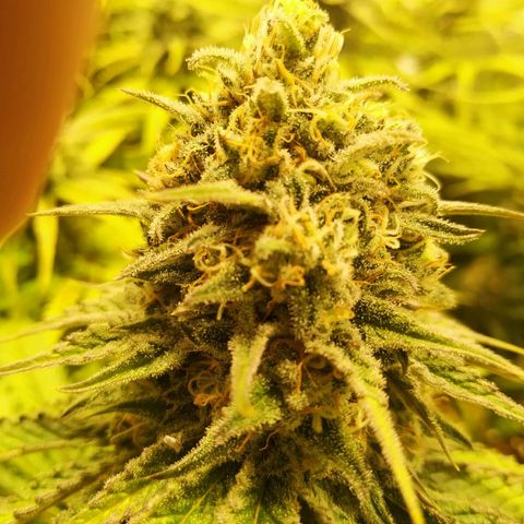 Bubblegummer growlog timeline photo
