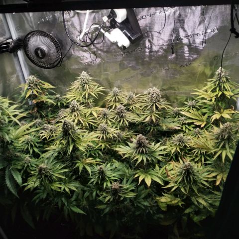 Bubblegummer growlog timeline photo